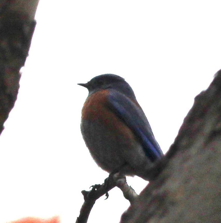 Western Bluebird - ML647175911