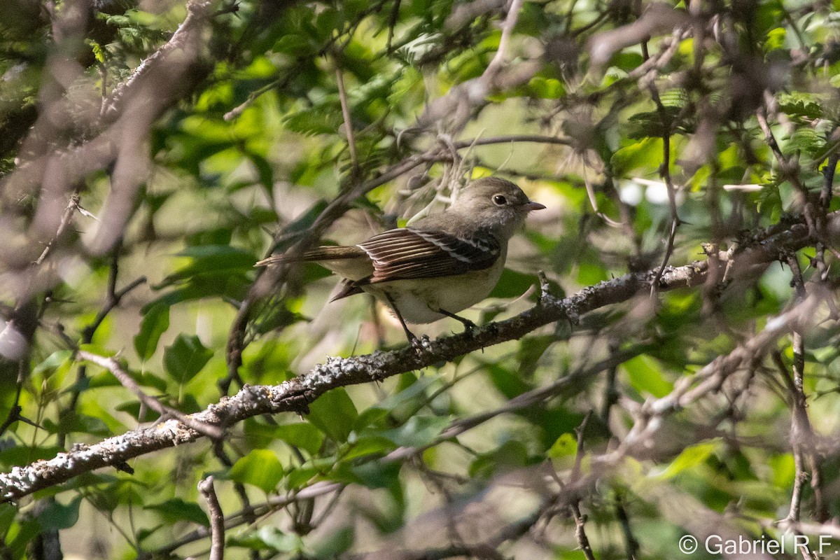 Kısa Gagalı Elenya - ML647175925