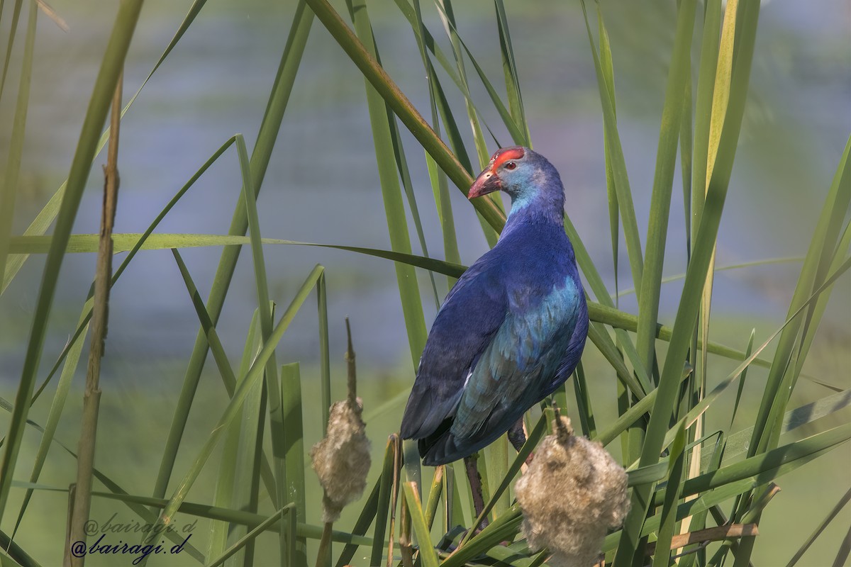 Gray-headed Swamphen - ML647175929