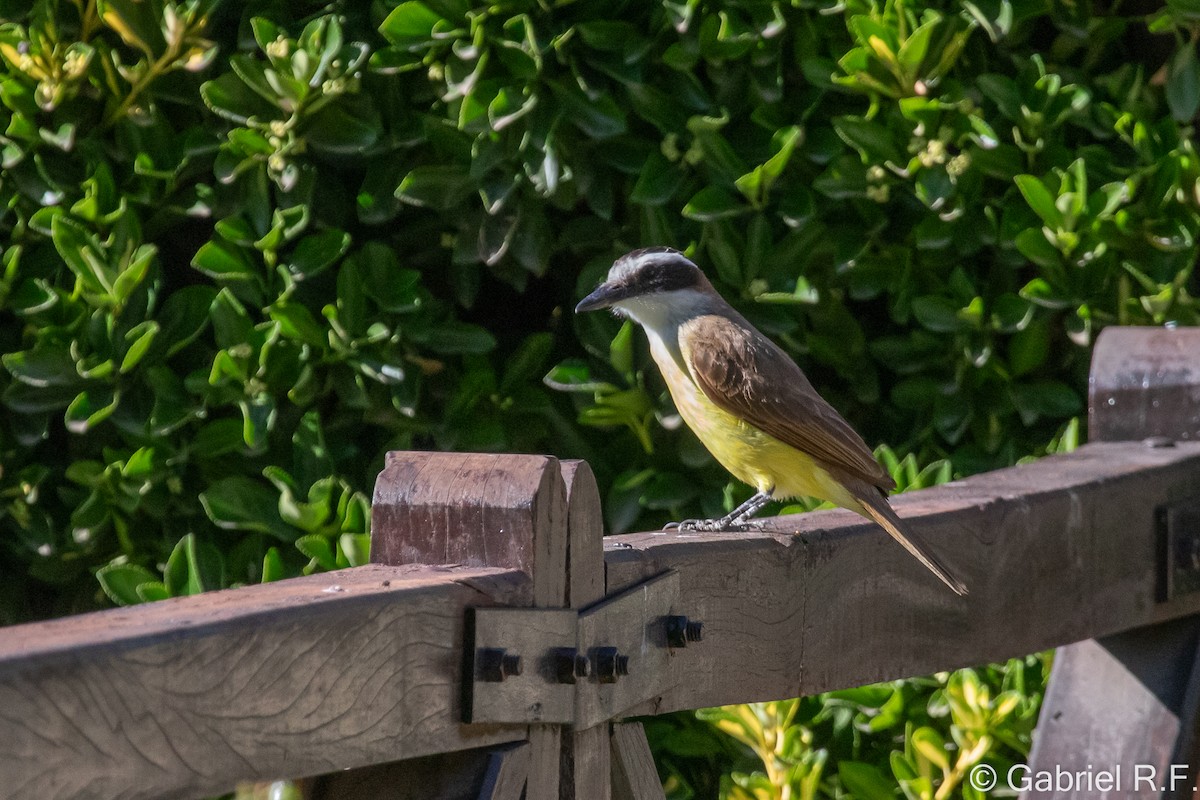 Büyük Kiskadi Tiranı - ML647175931