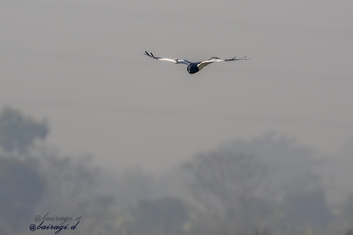 Pied Harrier - ML647175941