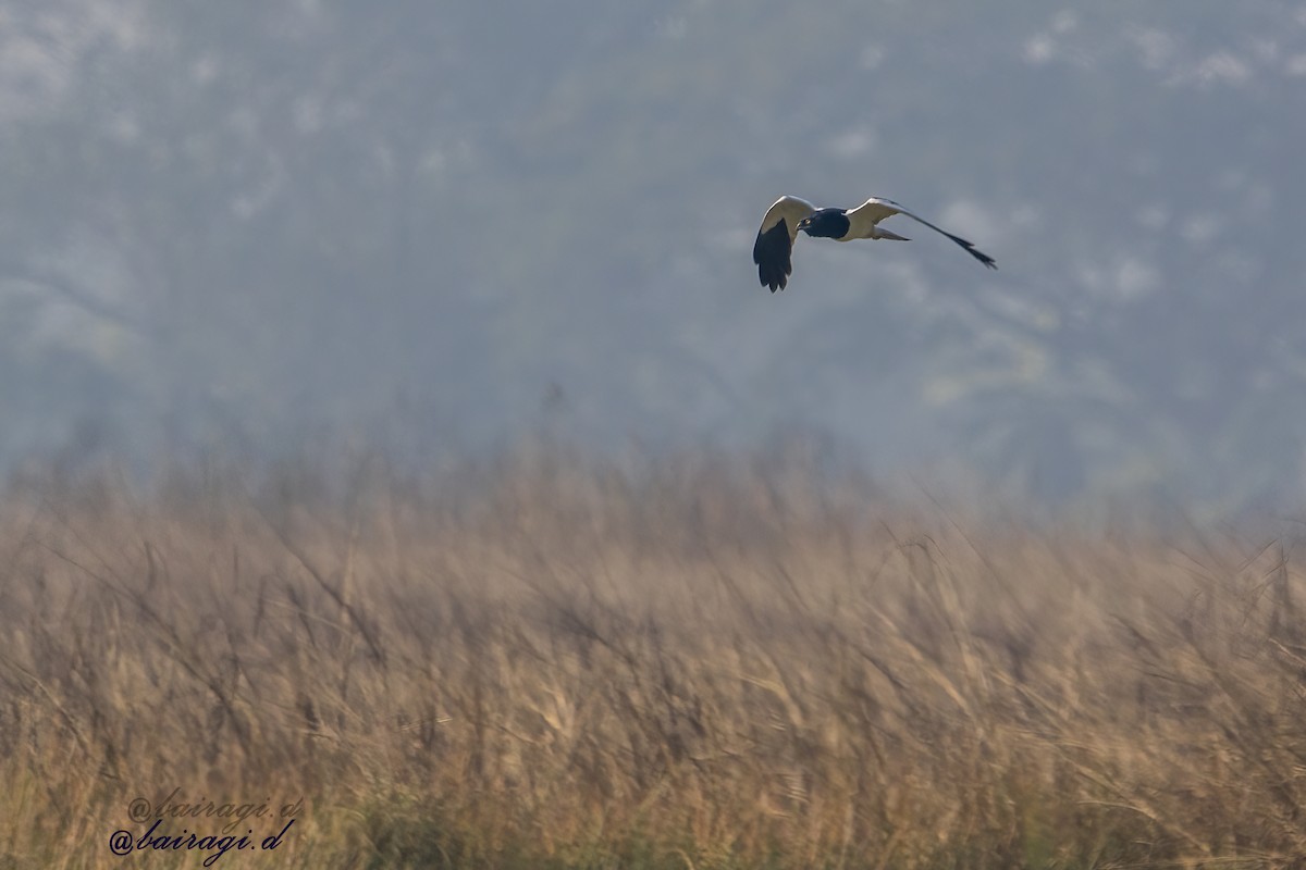 Pied Harrier - ML647175942