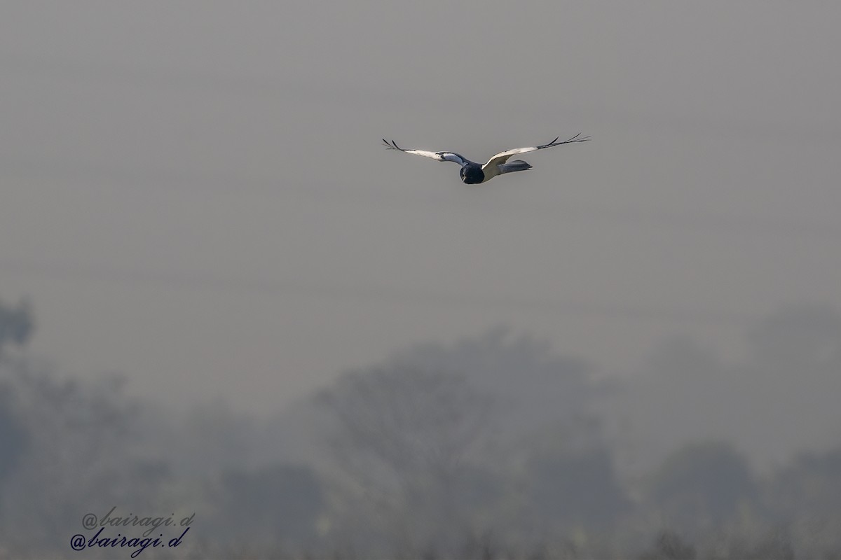 Pied Harrier - ML647175943