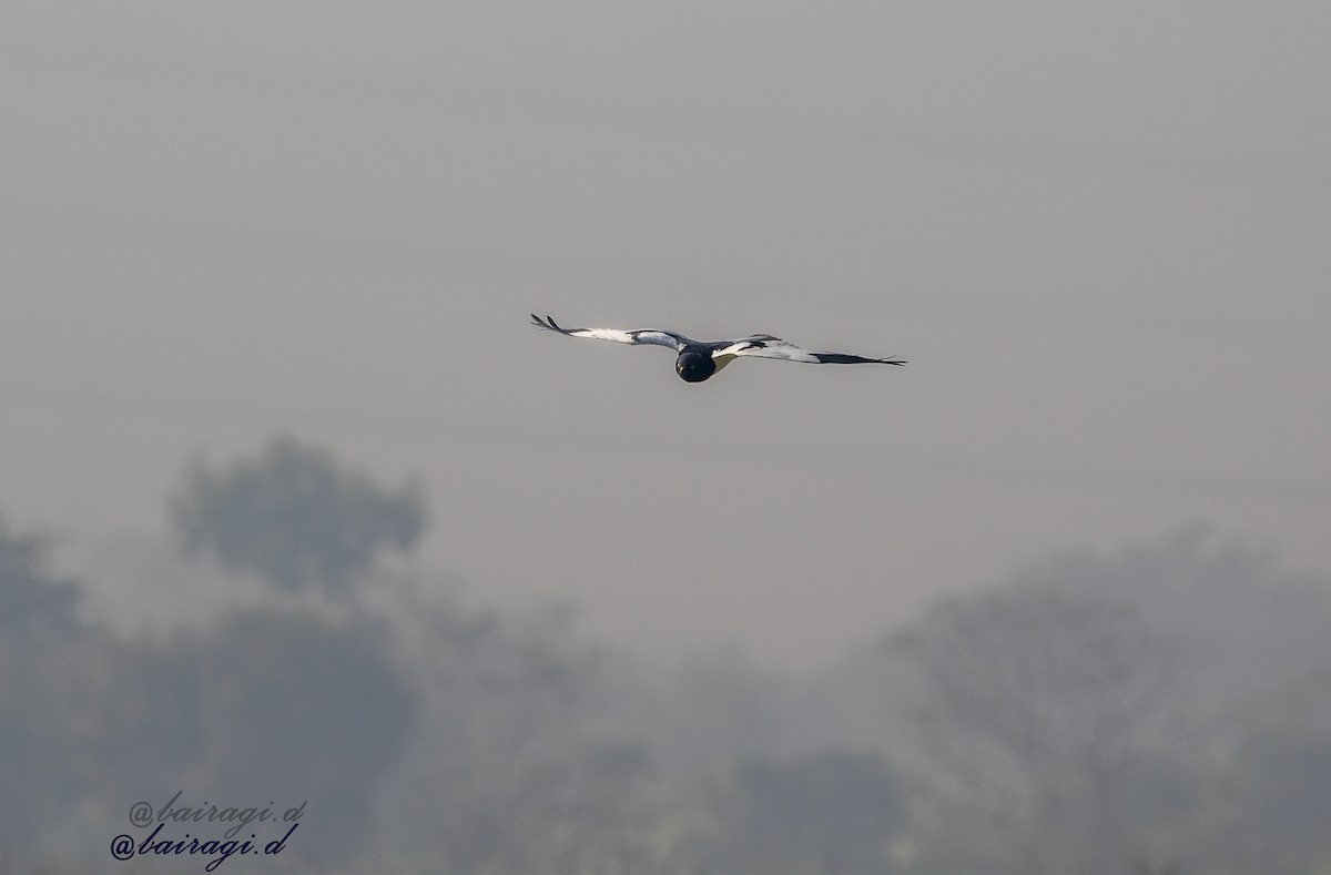 Pied Harrier - ML647175944