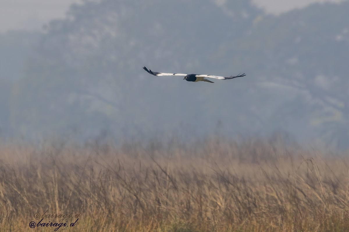 Pied Harrier - ML647175945