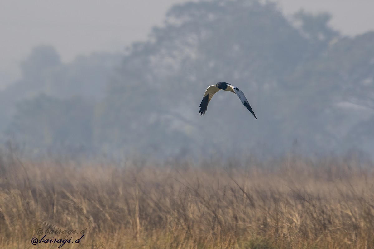 Pied Harrier - ML647175947