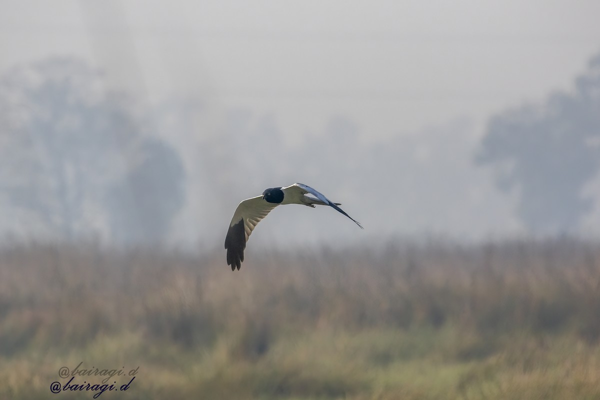 Pied Harrier - ML647175948