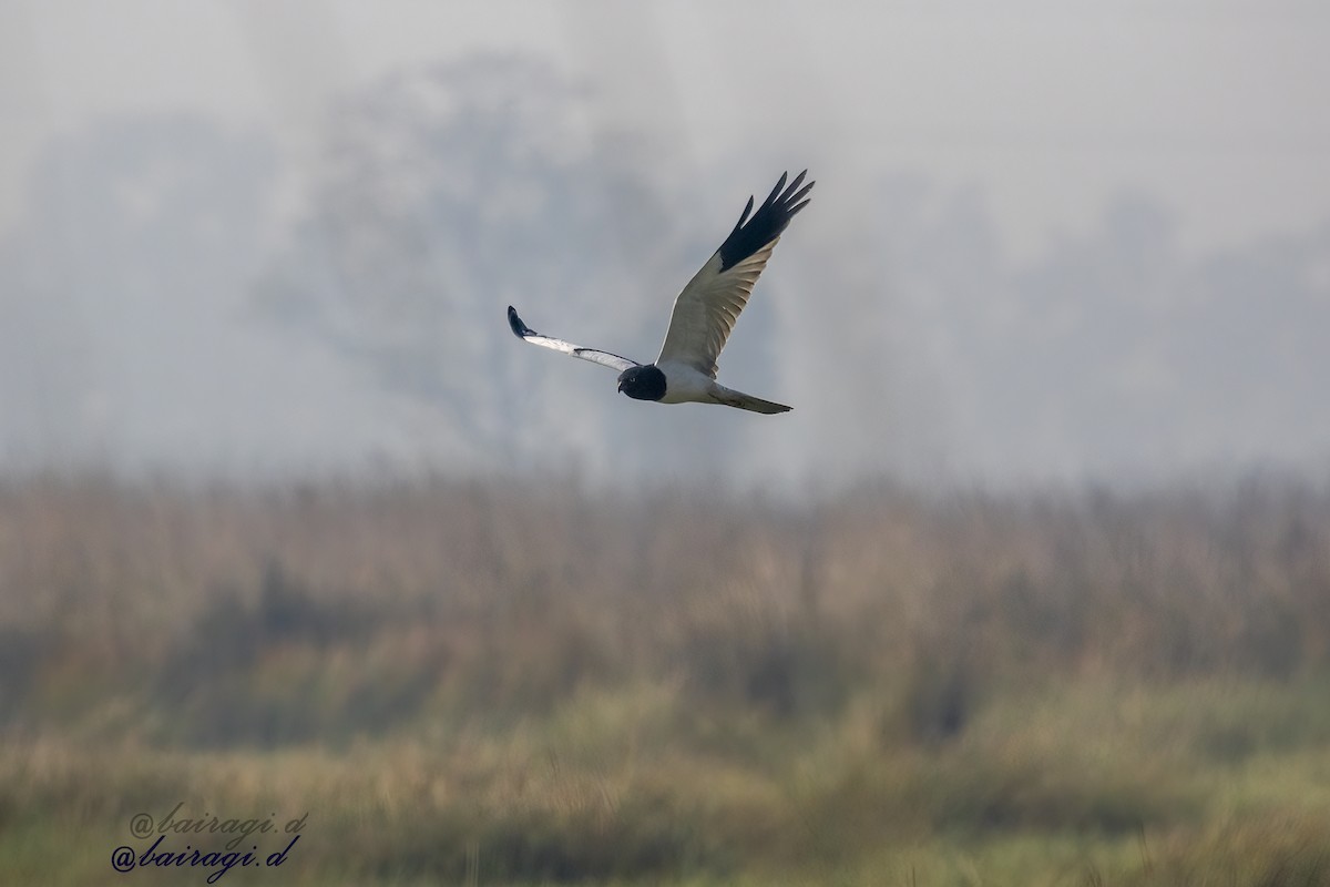 Pied Harrier - ML647175949