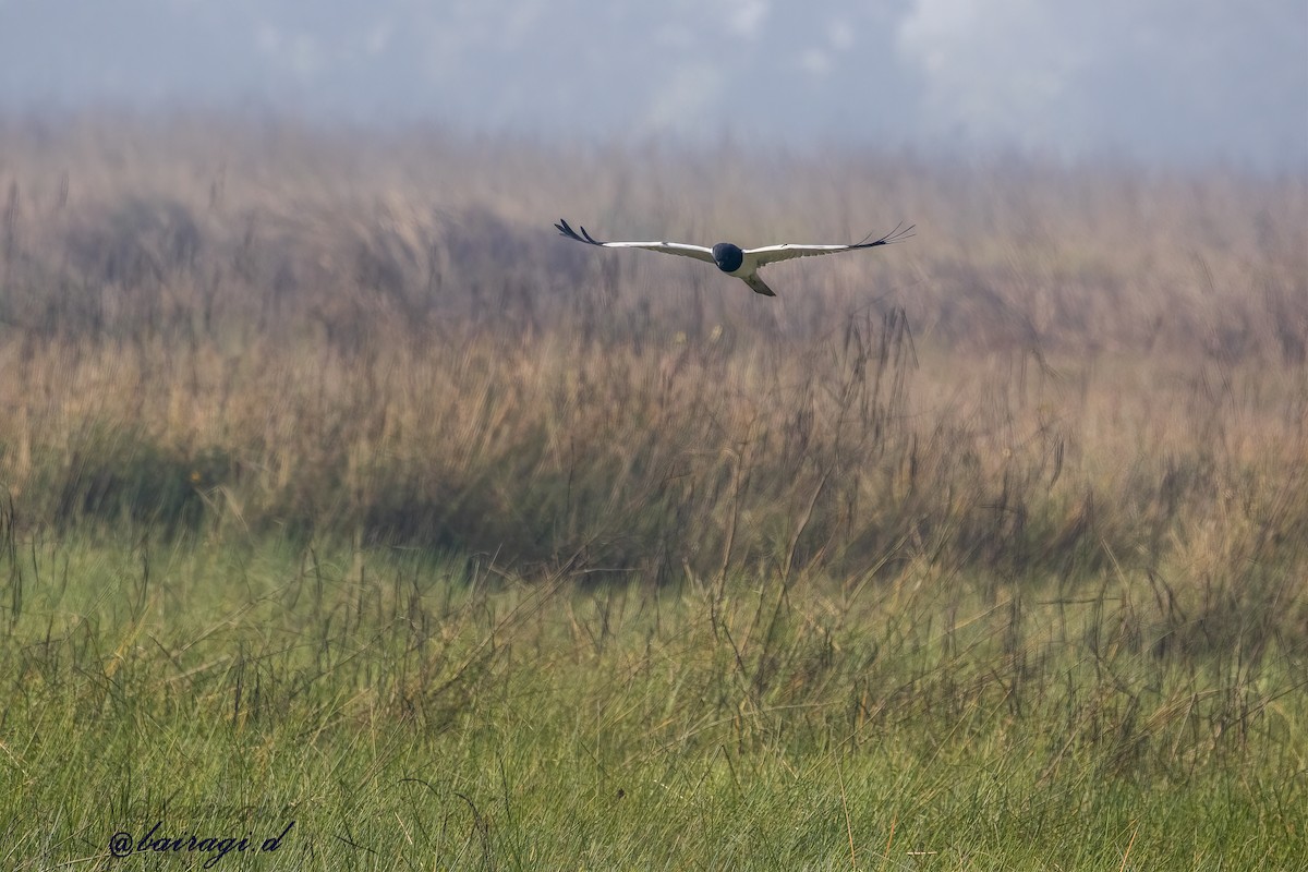 Pied Harrier - ML647175951