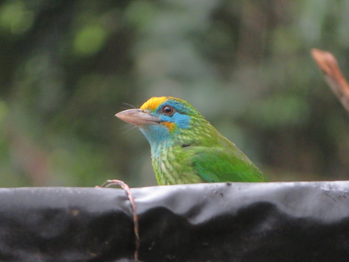 Бородастик жовтолобий - ML647175952