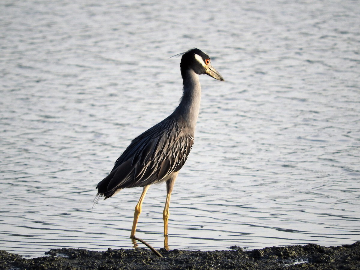 Yellow-crowned Night Heron - ML647175953