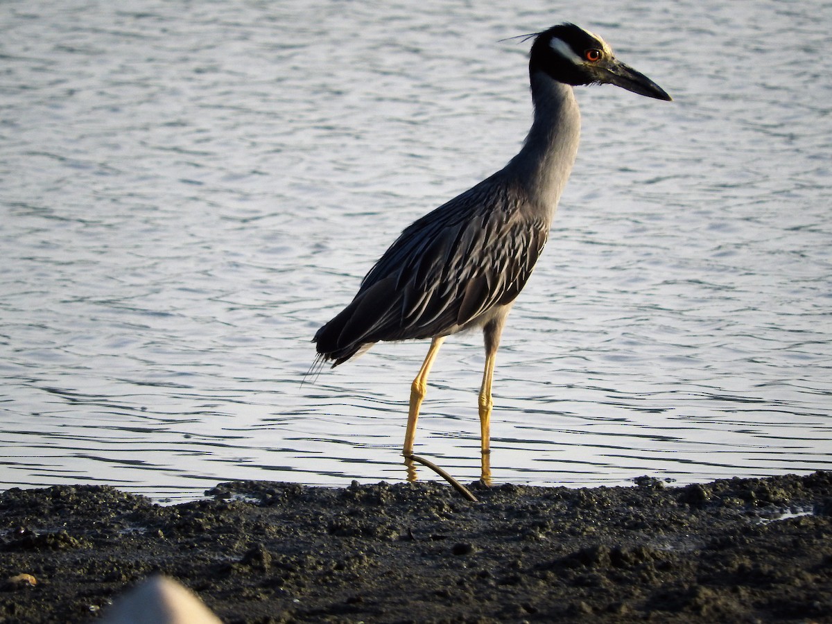 Yellow-crowned Night Heron - ML647175954