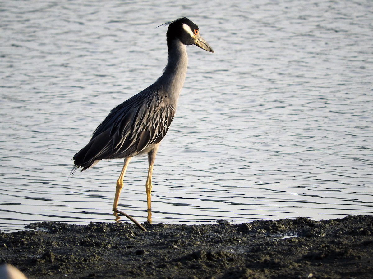 Yellow-crowned Night Heron - ML647175955