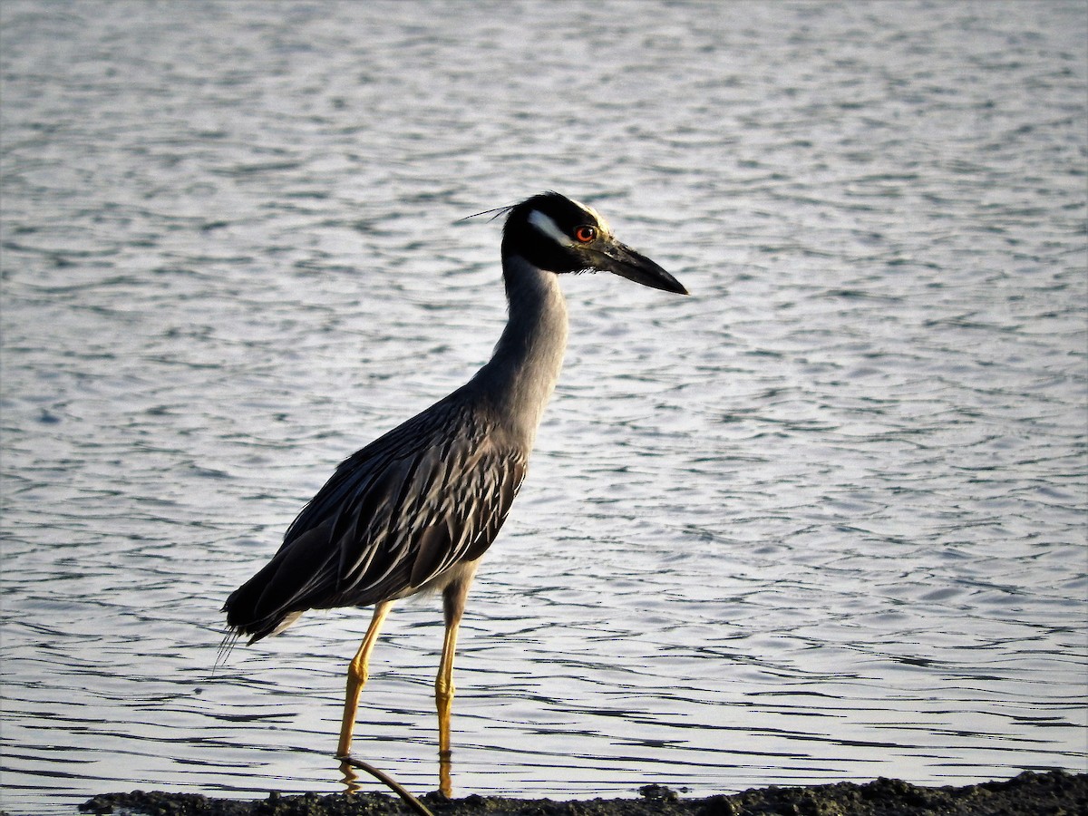 Yellow-crowned Night Heron - ML647175956