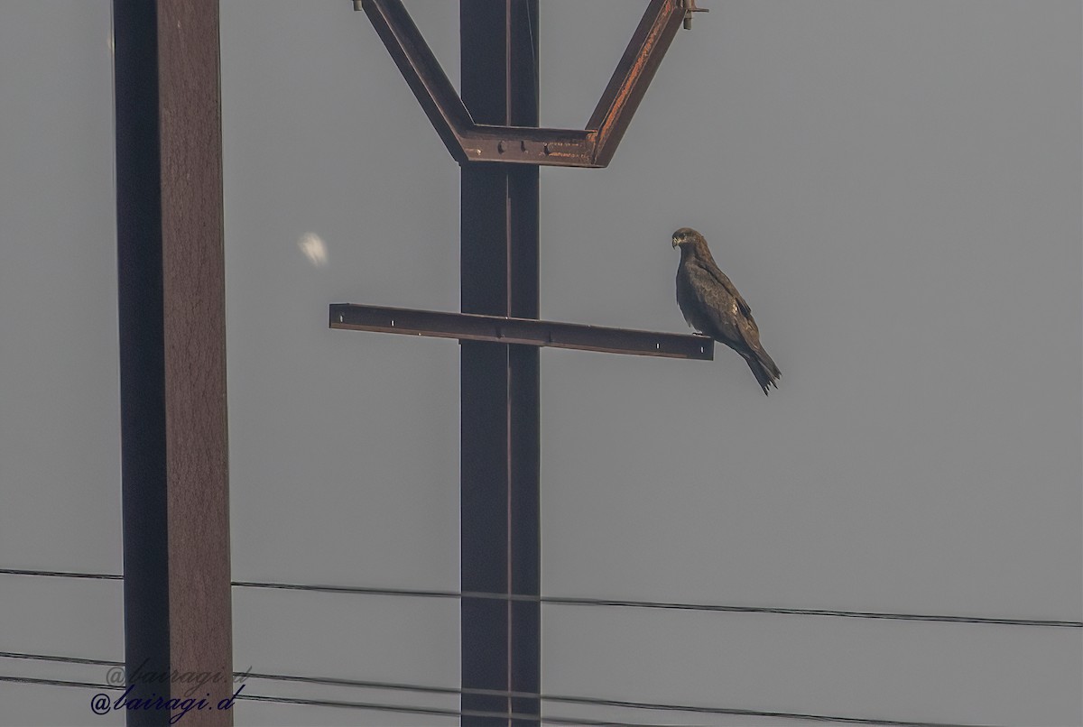 Black Kite - ML647175959