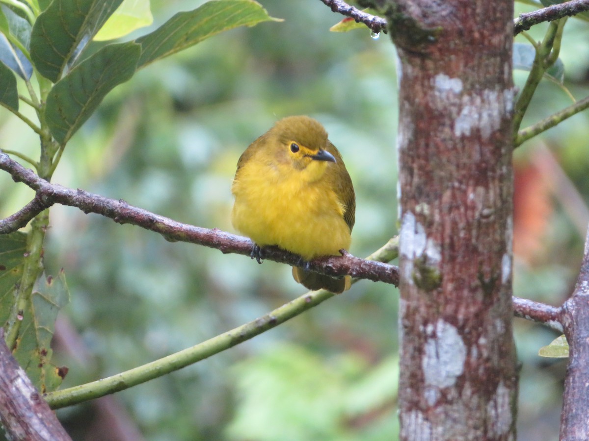 Бюльбюль жовточеревий - ML647175963