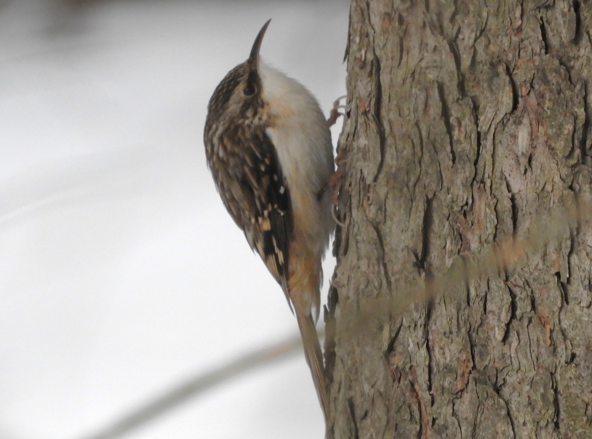 Brown Creeper - ML647175964