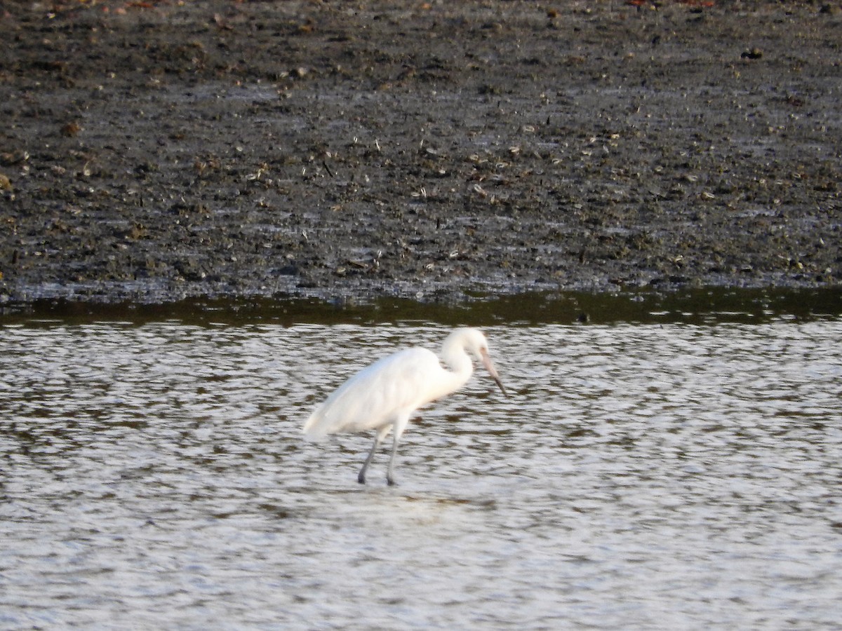 Reddish Egret - ML647175970