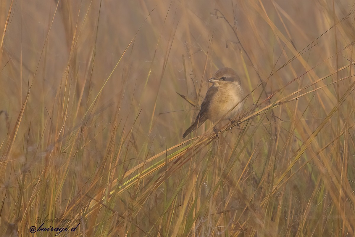 Brown Shrike - ML647175971