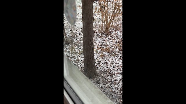 Brown Creeper - ML647175974