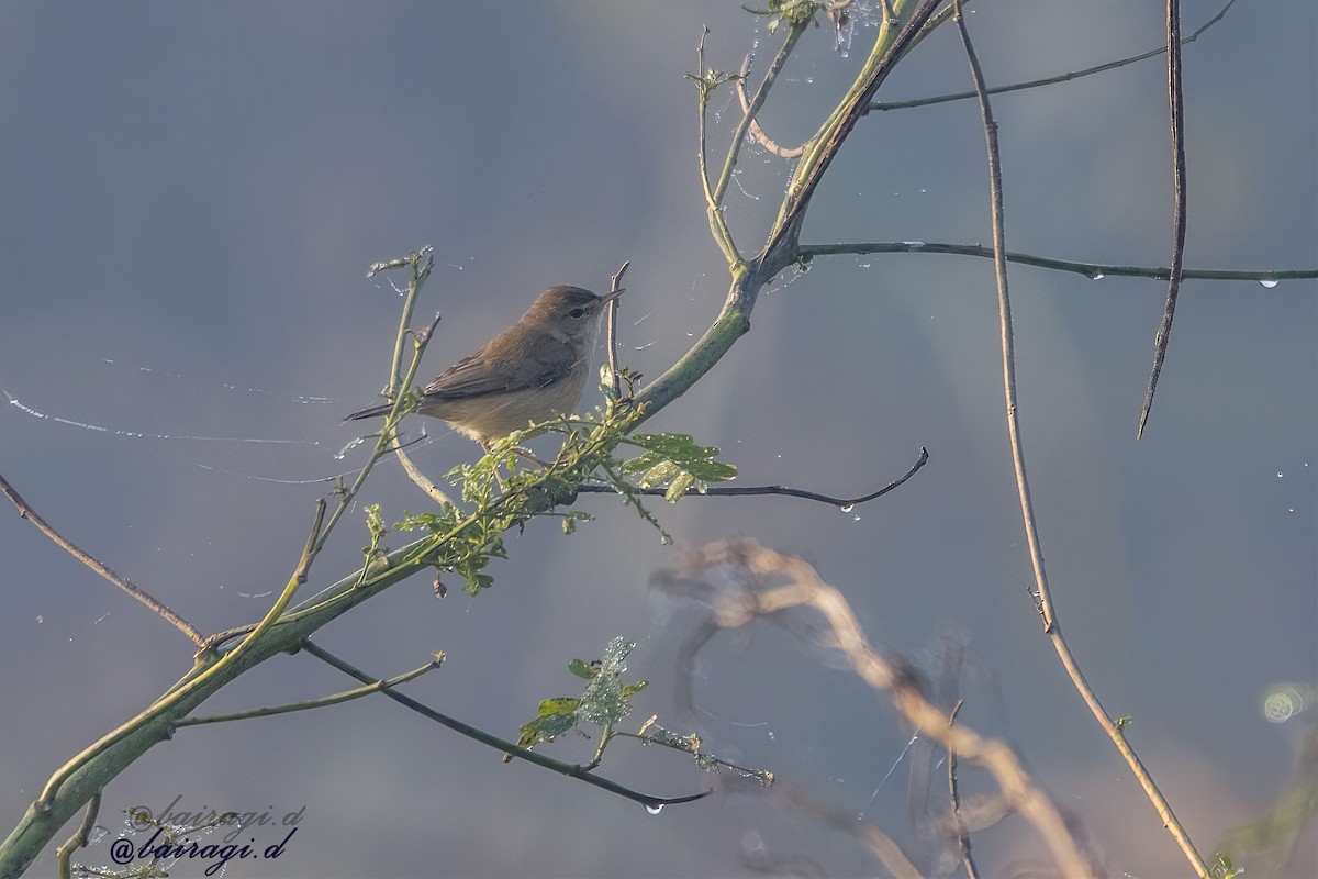 Booted Warbler - ML647175975