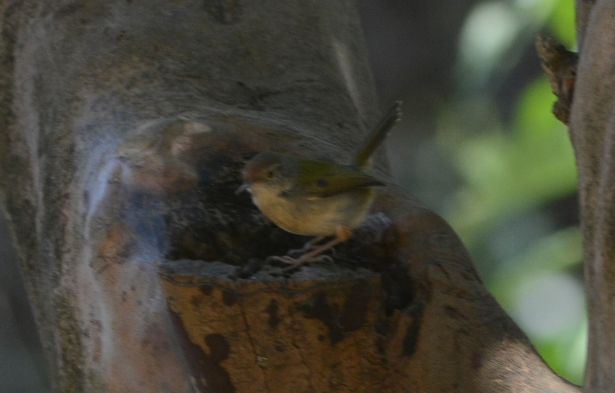 Common Tailorbird - ML647175979