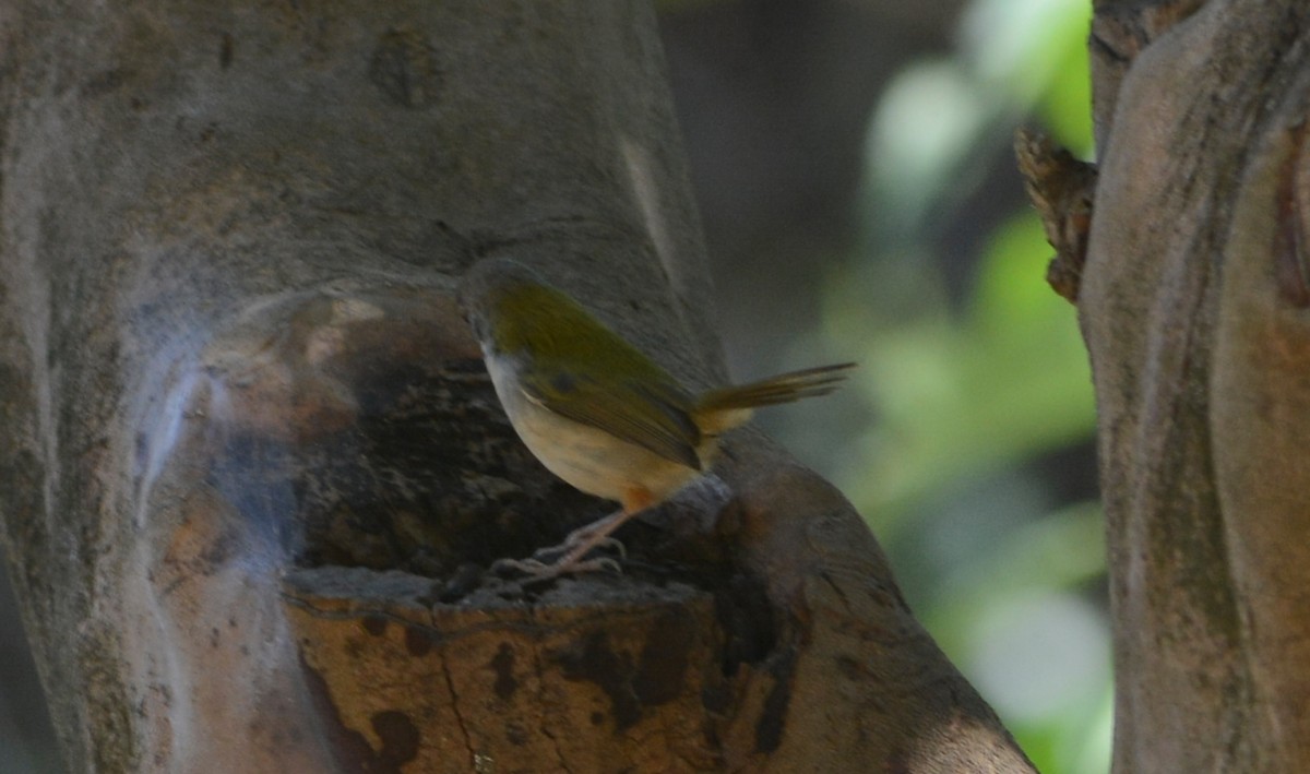Common Tailorbird - ML647175980