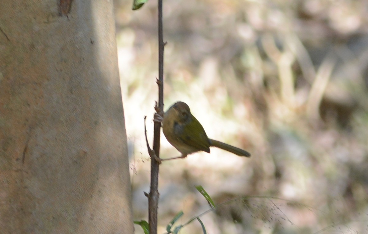 Common Tailorbird - ML647175981
