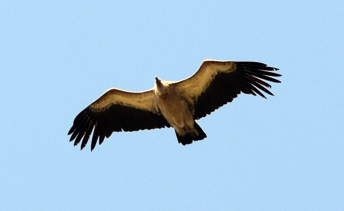 Himalayan Griffon - ML647175985
