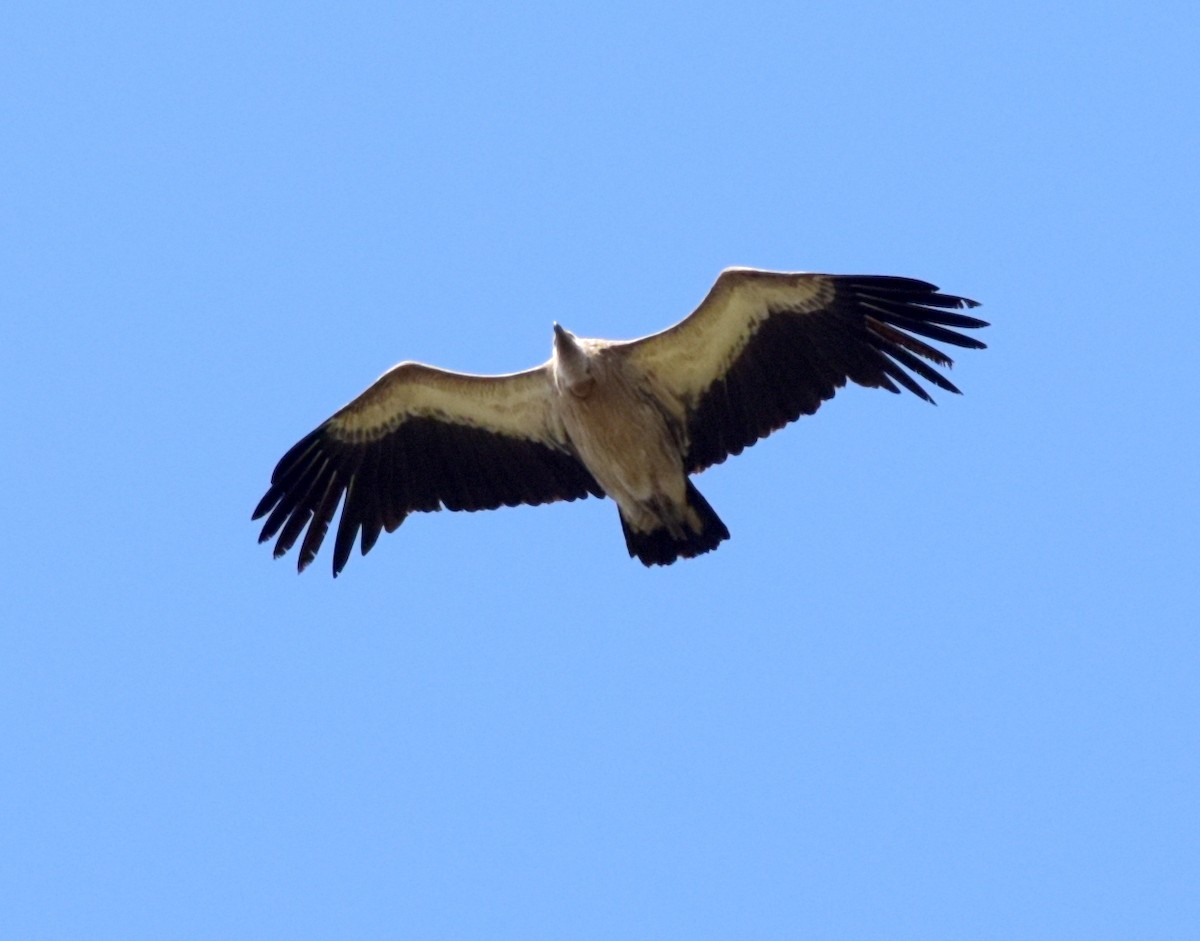 Himalayan Griffon - ML647175986