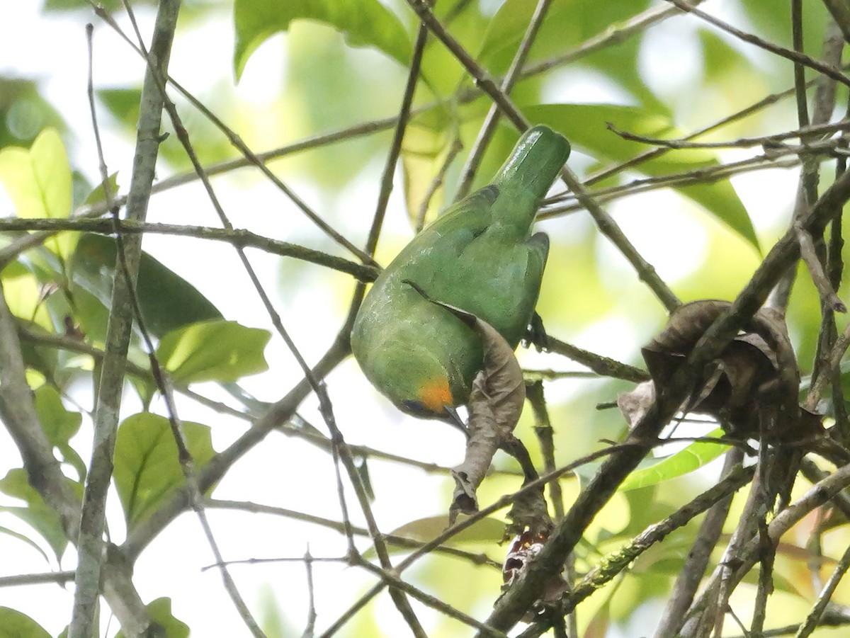 Golden-fronted Leafbird - ML647175990