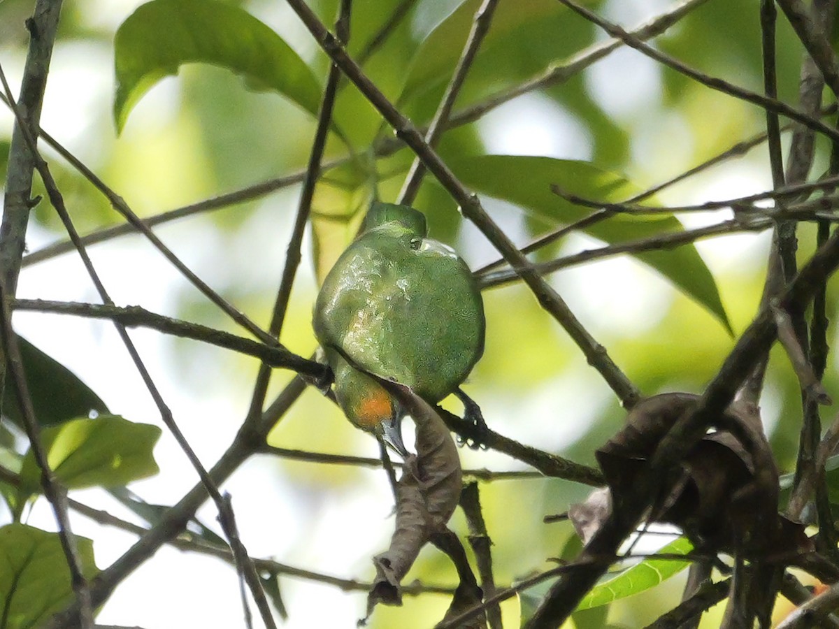 Golden-fronted Leafbird - ML647175991