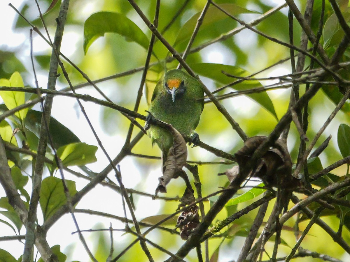 Golden-fronted Leafbird - ML647175992