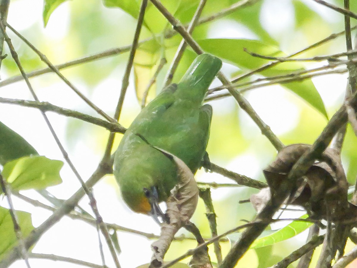 Golden-fronted Leafbird - ML647175993