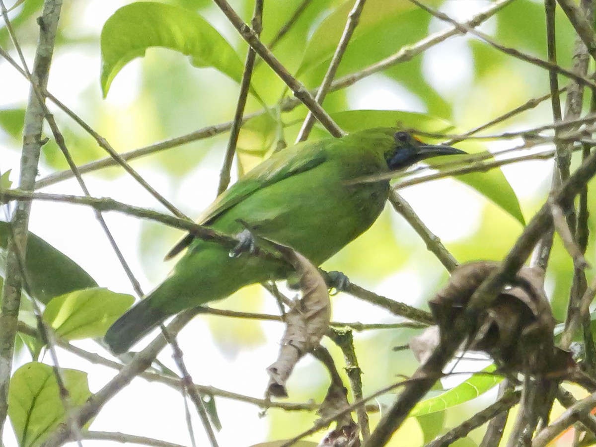Golden-fronted Leafbird - ML647175994