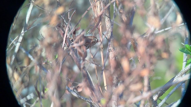 Field Sparrow - ML647175995