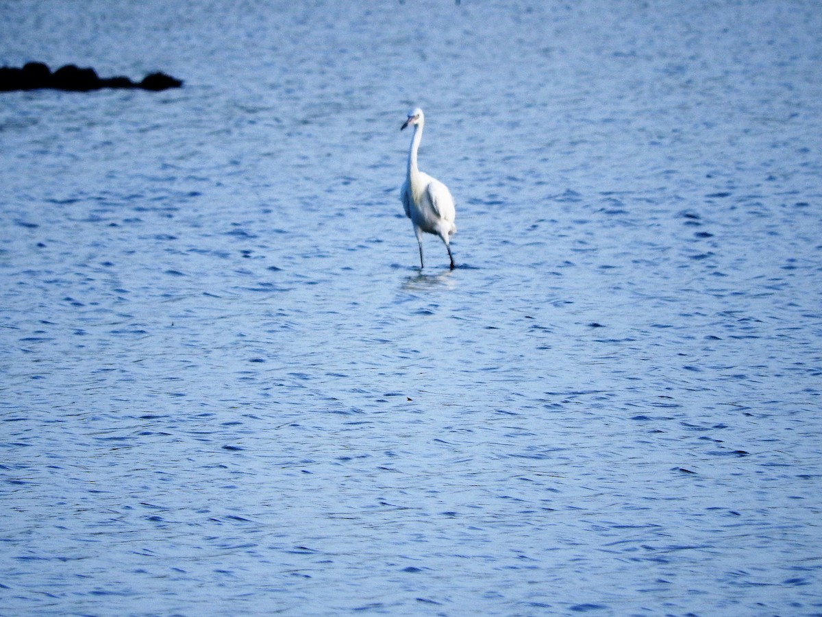 Reddish Egret - ML647176008