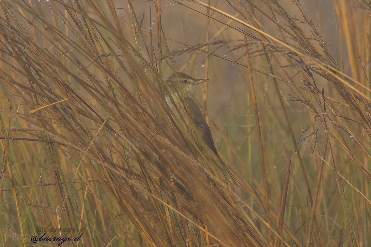 Clamorous Reed Warbler - ML647176010