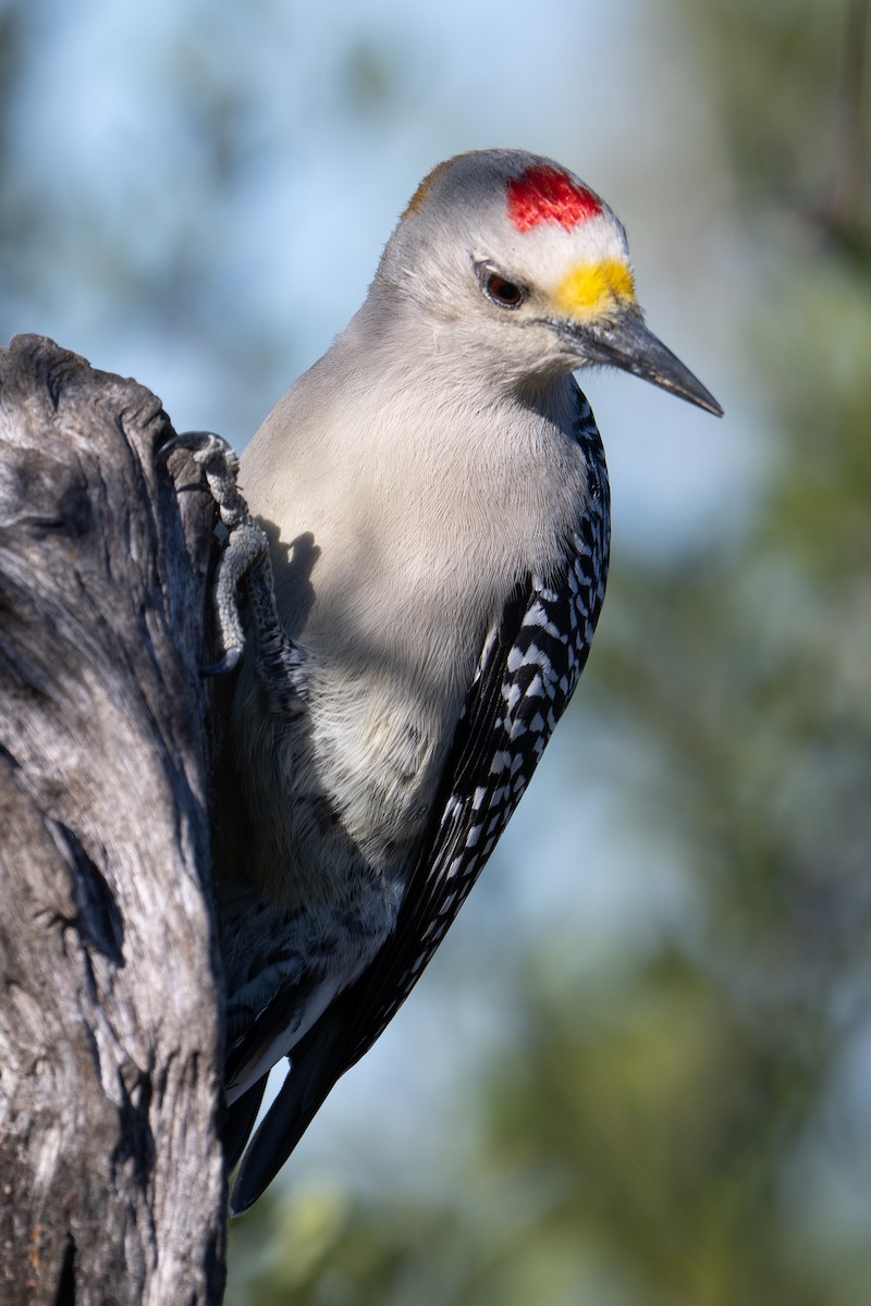 Golden-fronted Woodpecker - ML647176011