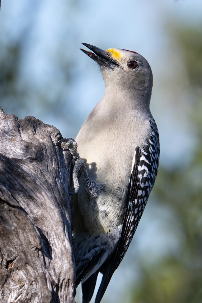 Golden-fronted Woodpecker - ML647176012