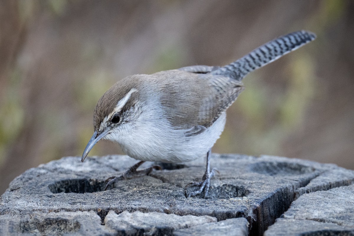 Bewick's Wren - ML647176017
