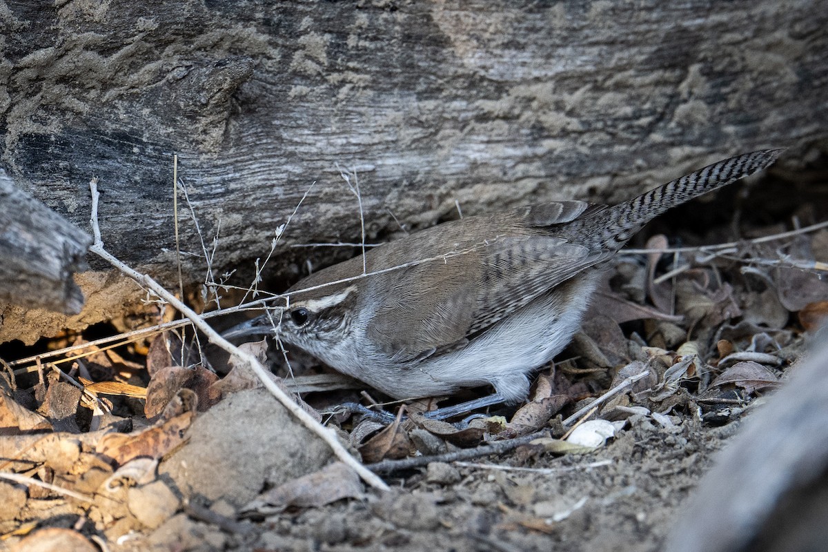 Bewick's Wren - ML647176018