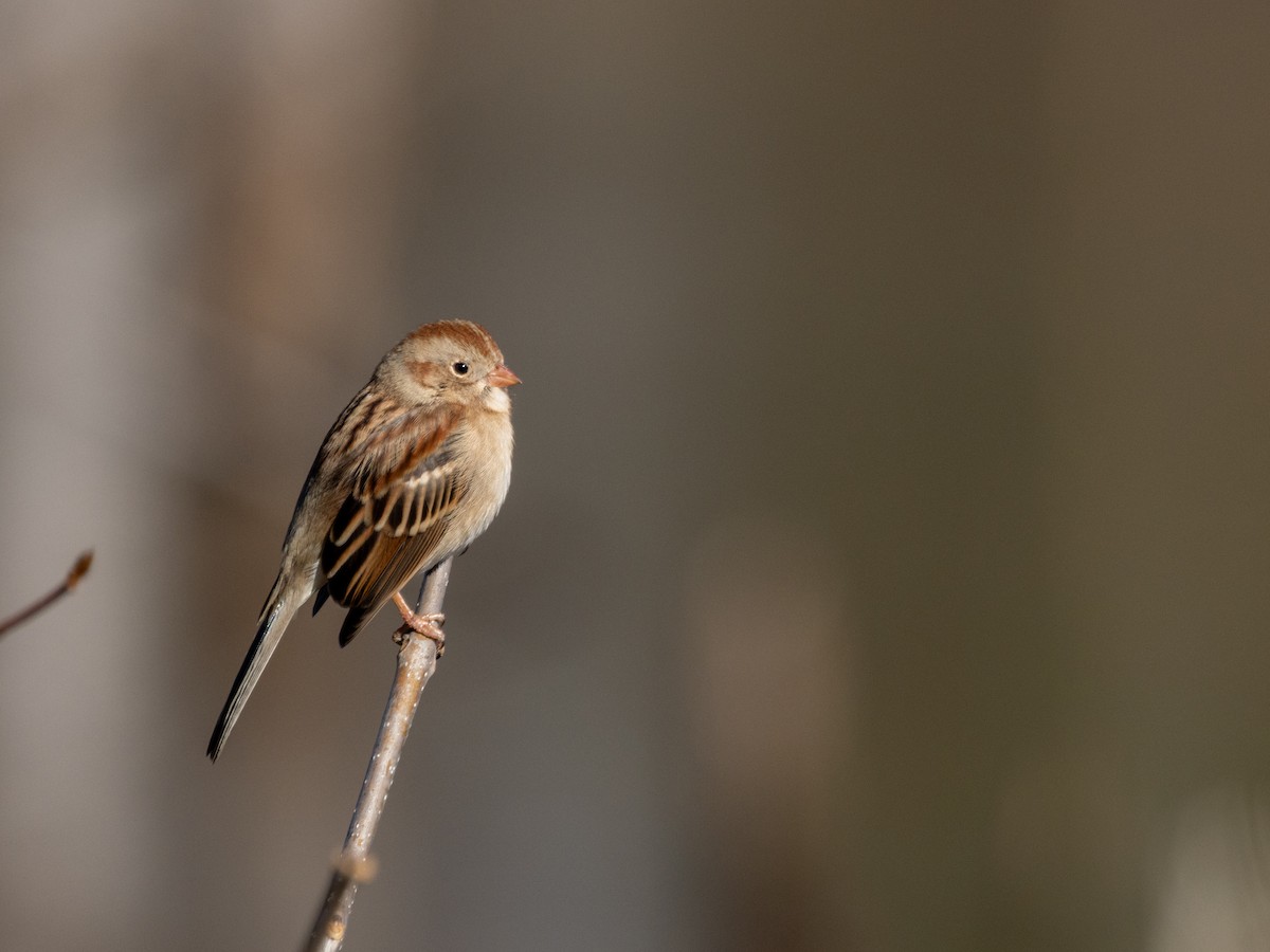 Field Sparrow - ML647176024