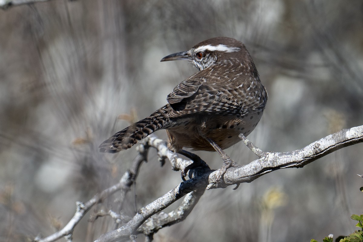 Cactus Wren - ML647176025