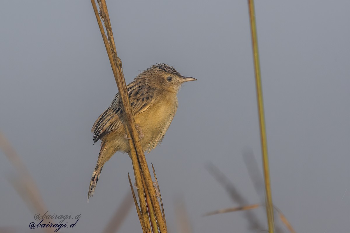 Zitting Cisticola - ML647176027