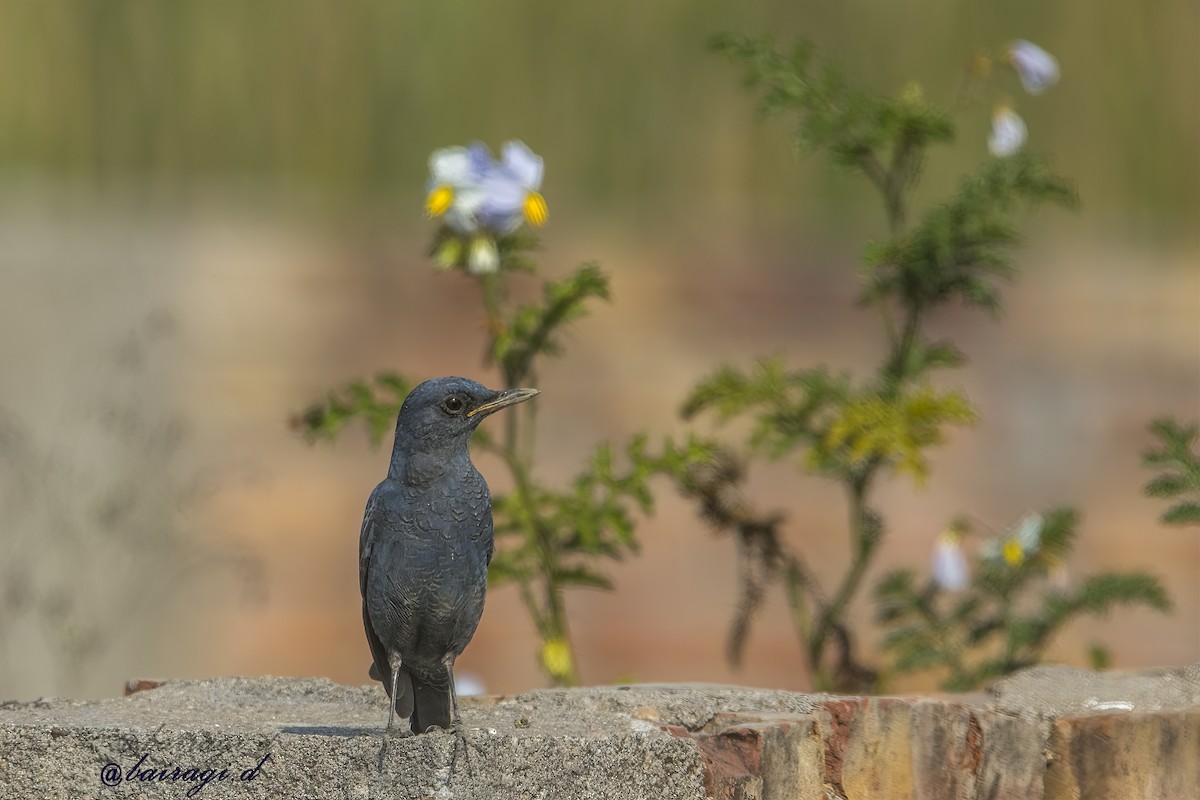 Blue Rock-Thrush - ML647176033