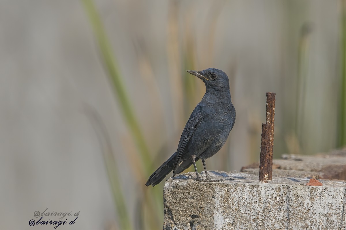 Blue Rock-Thrush - ML647176034