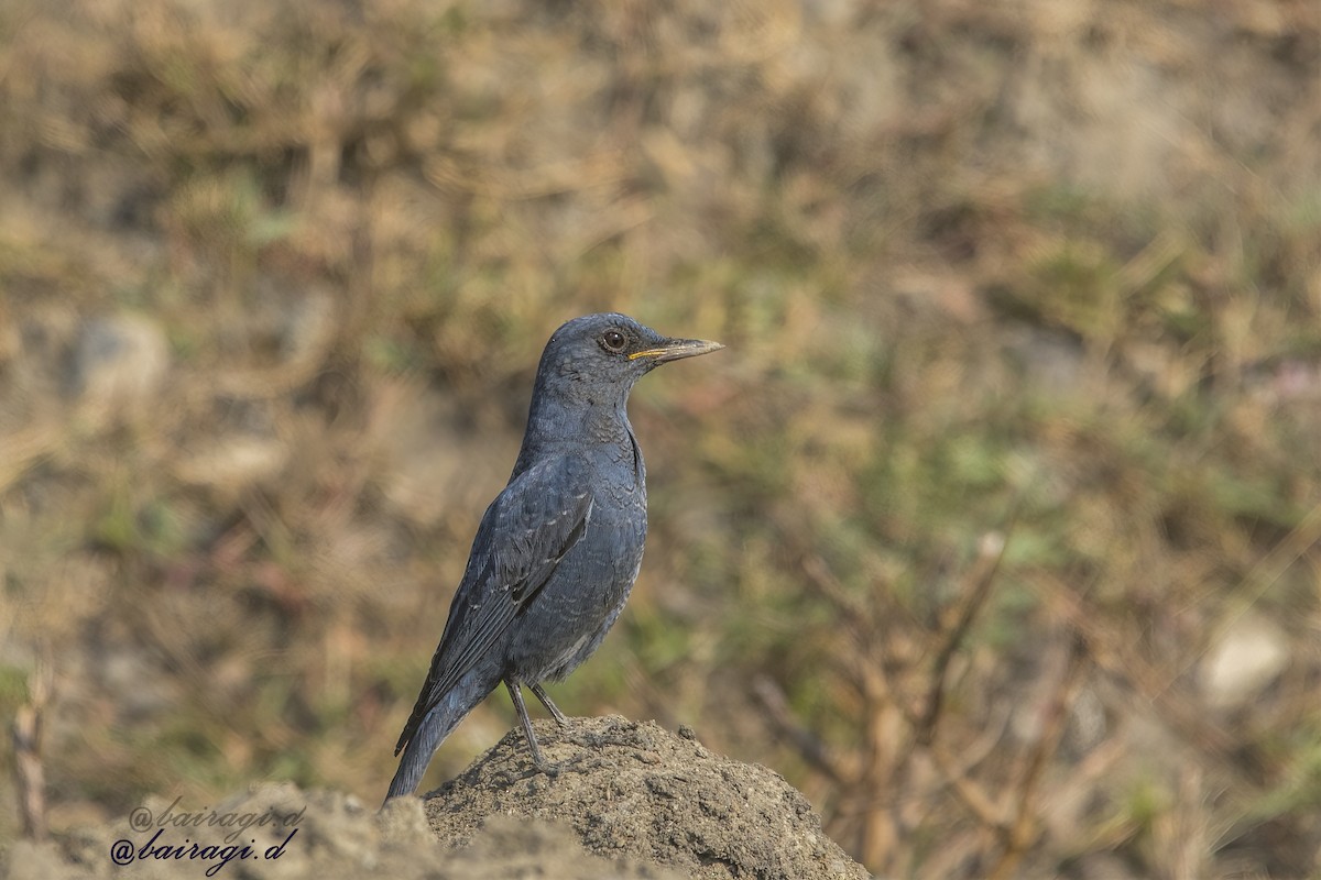 Blue Rock-Thrush - ML647176035