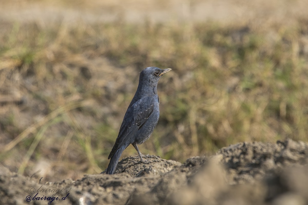 Blue Rock-Thrush - ML647176036