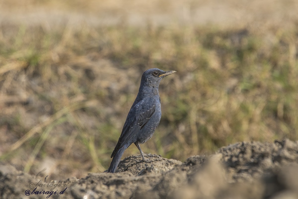 Blue Rock-Thrush - ML647176037